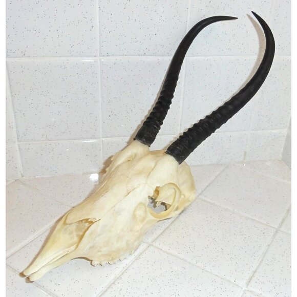 Real Springbok Skull taxidermy oddity curiosity goth gothic - Picture 1 of 16